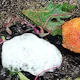 【ル プランタン】シェフ古賀が食材にこだわった全8品
