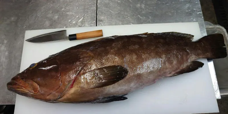 【天然くえ会席（鍋無し）】クエ味わい尽くし会席：刺身、焼物など全10品