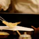 【ランチコース】「葵」本格的で贅沢な内容をお楽しみいただけるコースです。