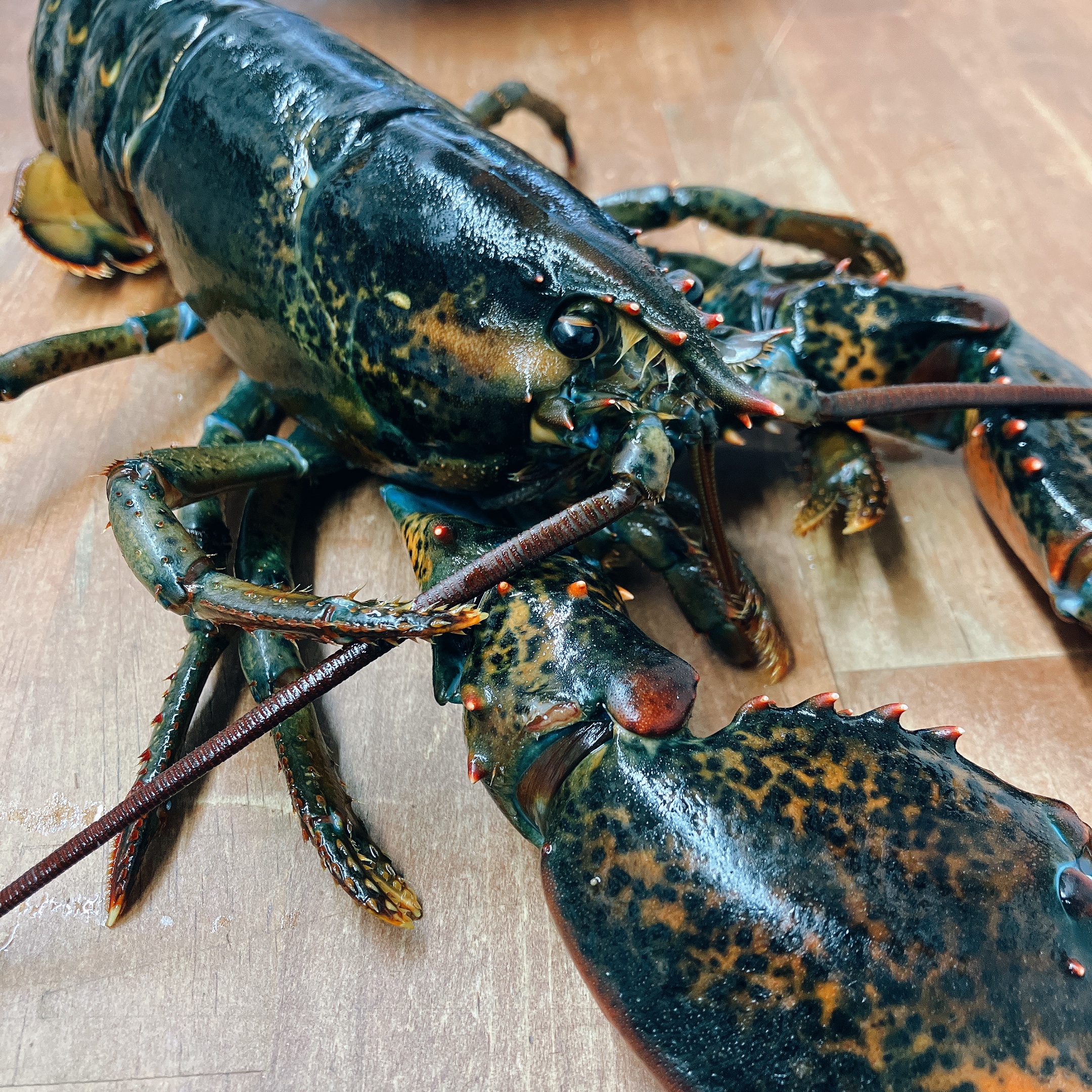 【Dinner】Luxurious ✨ Main Dish Features Live Lobster ✨ Appetizers Chosen on the Day 《Luxurious Special Course》