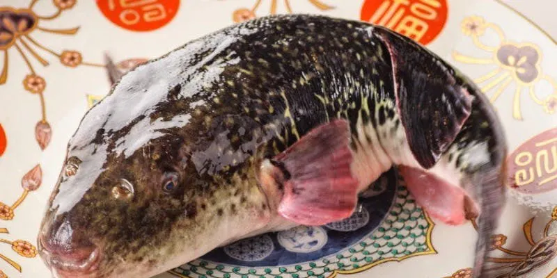 【天然虎河豚套餐】全7品