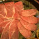 【Directly Managed by Butcher Shop】Featuring flavor-enhancing vegetables and Hakata-style rolled grilled meat, we offer a full 7-course meal by the meat specialists of the COWSI Group.