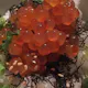 いくら御飯コース