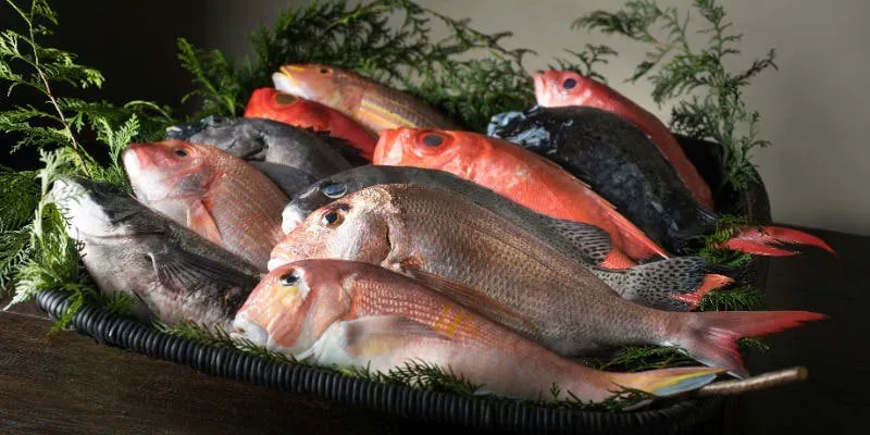 ~御弁當~ <季節のおもてなし料理のお弁当>【魚】旬魚の懐石弁当