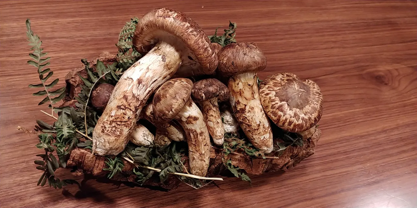 September 28 Only: Matsutake Mushroom Feast Course