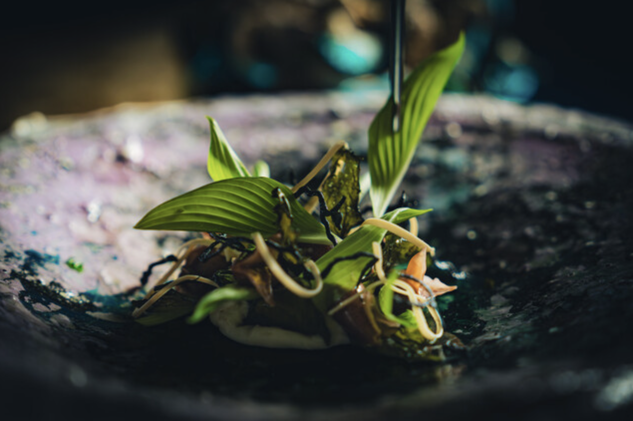 素食主义者 Short Course
