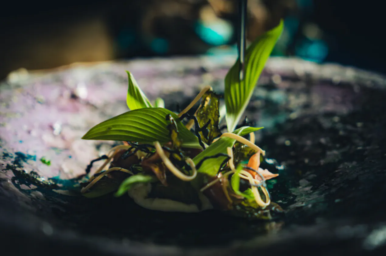 素食主义者 Short Course